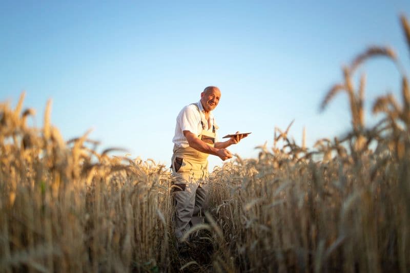 Produtor rural usa um tablet em pé no meio da lavoura de trigo ao entardecer